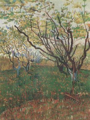 Vincent Van Gogh Orchard in Blosson (nn04) china oil painting image